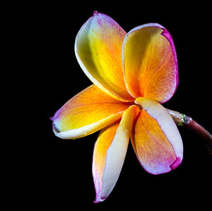 yellow and purple Plumeria frangipani flower thumbnail