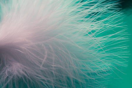 close up photo of white feathers thumbnail