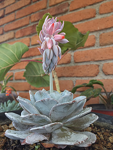 green succulent plant thumbnail