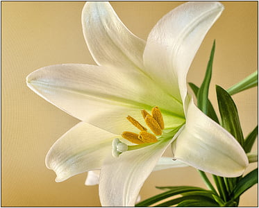 white lily in close up photography thumbnail