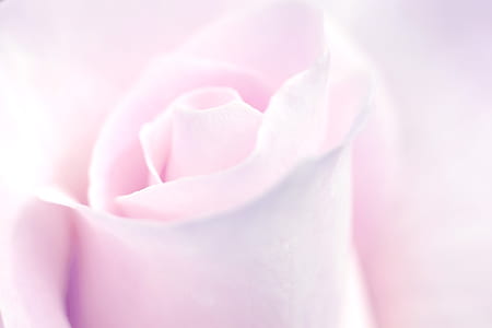 closeup photo of pink rose thumbnail