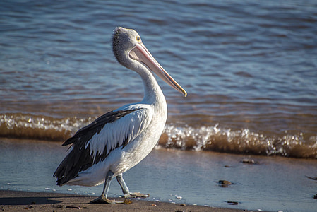 Australian white pelican on shore during daytime thumbnail