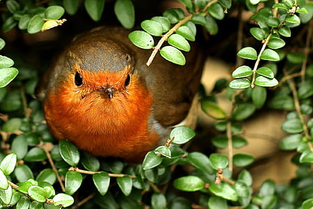 red and brown finch thumbnail
