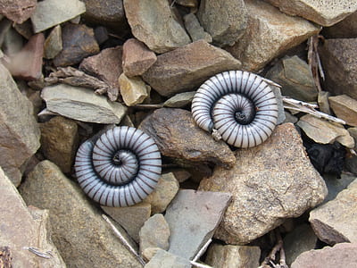 two white worms on rocks thumbnail