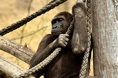 black chimpanzee holding rope on outdoors thumbnail