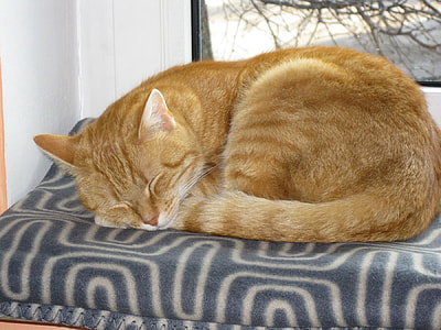 orange tabby cat sleeping on gray bed thumbnail