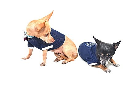 two adult black and tan Chihuahuas lying on floor thumbnail