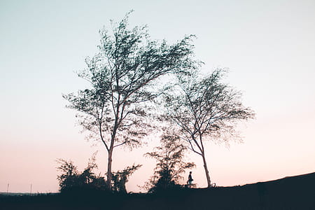 silhouette of person near trees thumbnail