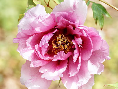 closeup photo of pink peony flower thumbnail