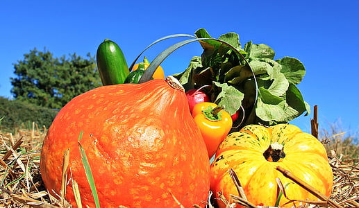 closeup photography of assorted vegetables thumbnail