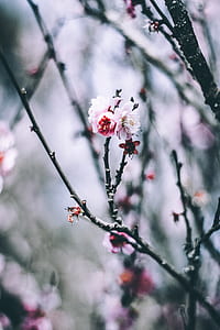 pink and white cherry blossom thumbnail