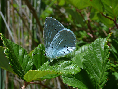 Blue Butterfly, Celastrina Argiolus thumbnail