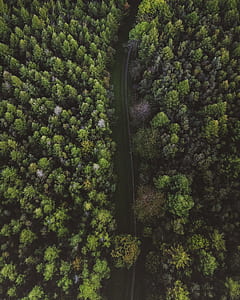 aerial photo of roadway surrounded by trees during daytime thumbnail