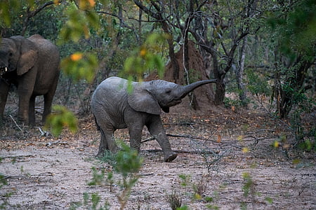 black elephant walking in the forest thumbnail