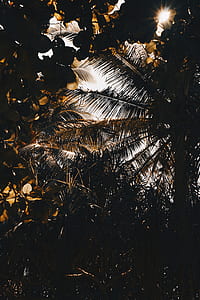worm's eye view of green trees under sunlight thumbnail