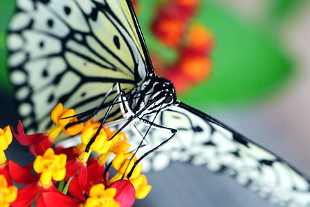 macro photography paper kite butterfly perching on yellow and red flower thumbnail