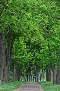 green and brown tress thumbnail