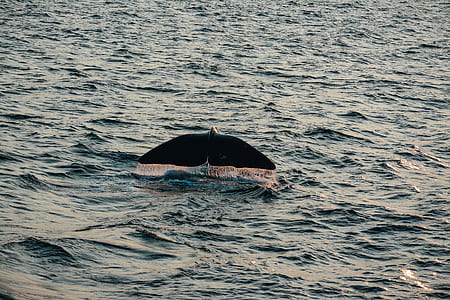 black whale tail show above sea thumbnail