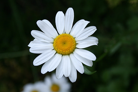 selective focus photography of white daisy flower thumbnail