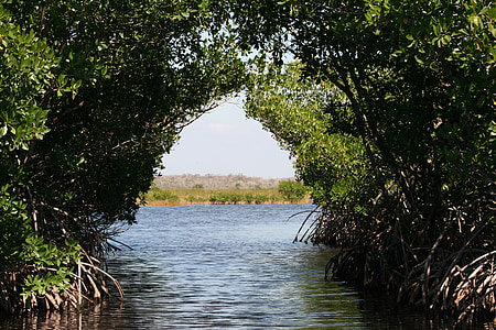 green leaf arch tree over water thumbnail