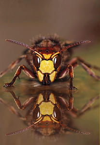 macro photo of yellowjacket wasp thumbnail