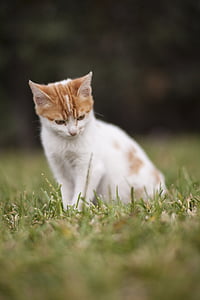 white and orange cat thumbnail