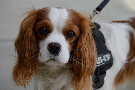 Dog, Cavalier King Charles Spaniel thumbnail