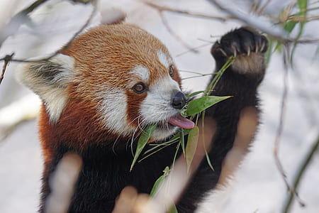 shallow focus photography of red panda thumbnail