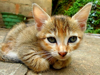 orange tabby kitten lying on gray surface thumbnail