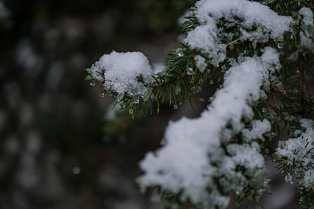 selective focus closeup photo of pine tree with snow thumbnail