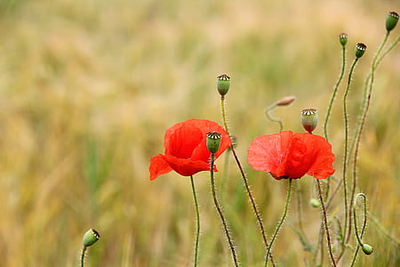 two red flowers on macro shot thumbnail