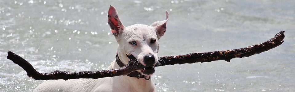 short-coated white dog swimming on river water during daytime close-up photo thumbnail