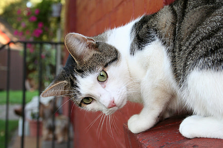 white and black tabby cat on brown concrete wall close-up photo thumbnail