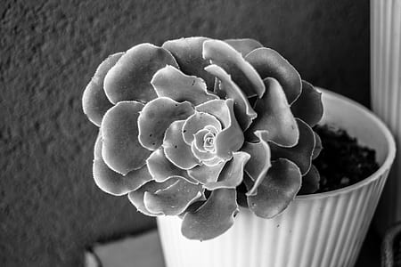 black-and-white, nature, dark, plant thumbnail