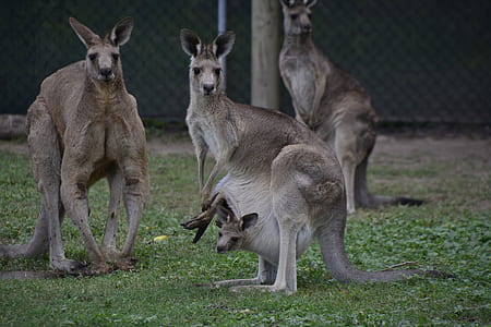 three brown kangaroos on grass thumbnail