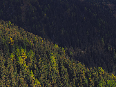 forest during daytime thumbnail