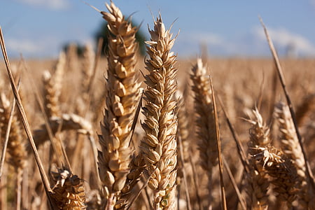 wheat field thumbnail