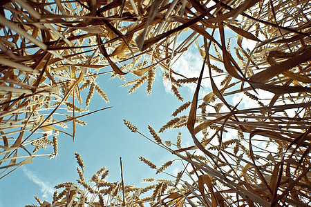 worm's eye-view photography of wheats during daytime thumbnail