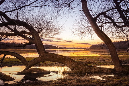 brown tree during sunset thumbnail