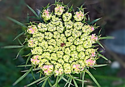 close-up photography of pink petaled flowers thumbnail