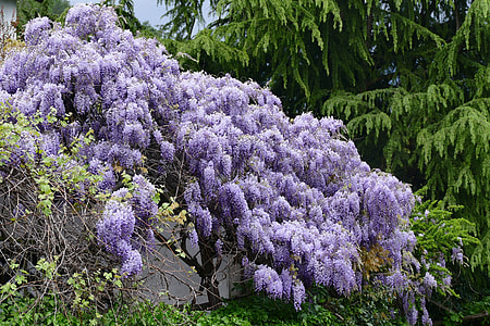 purple petaled flowers thumbnail