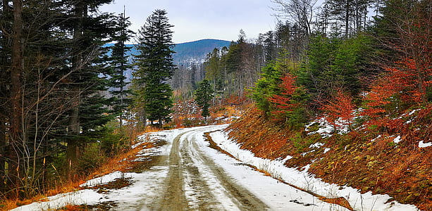 snow road along pine trees thumbnail