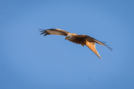 brown and white eagle flying under clear blue sky thumbnail
