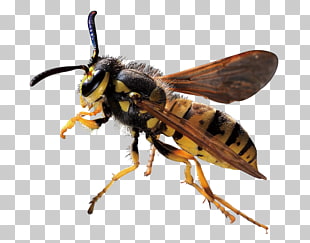 Coconut milk Coconut water Powdered milk Flavored milk, milk, close-up photo of Yellowjacket wasp PNG clipart