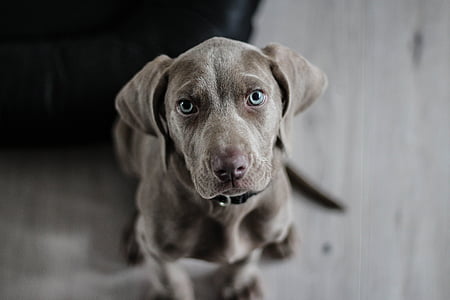 brown weimaraner puppy thumbnail