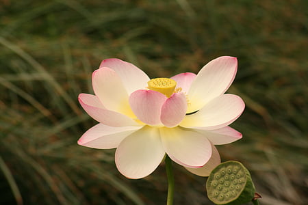 close up photography of pink and white lotus flower thumbnail