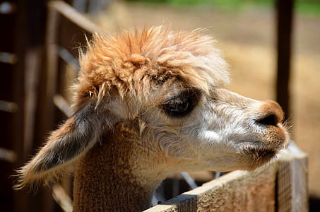 selective focus photo of brown and white llama thumbnail