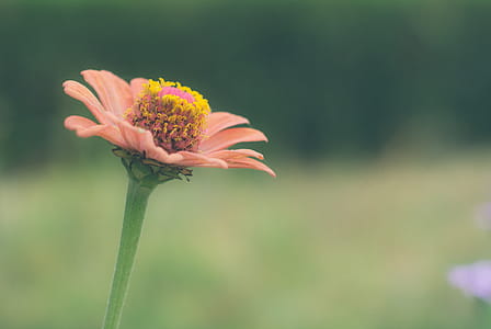 Shallow Focus Photo of Pink Flower thumbnail