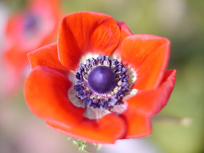 shallow focus photography of orange and purple flower thumbnail