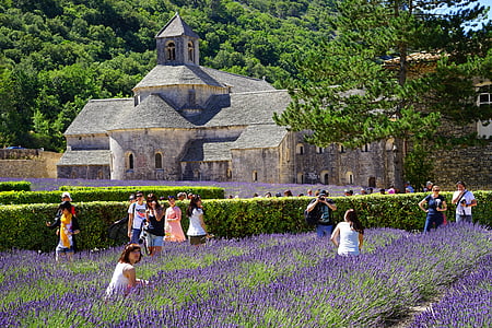 people walking surrounded by purple flowers during daytime thumbnail